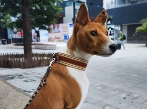 柴犬主遭遇尴尬！网购狗狗衣服竟被误认为情趣内衣，同事羡慕不已！