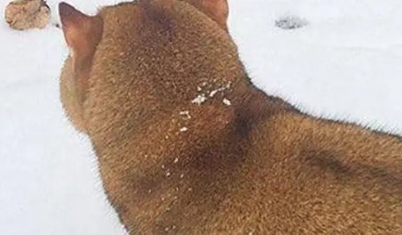 雪地看到只柴犬，刚想逗狗，当它转身后女子笑到失控：居然是肥猫