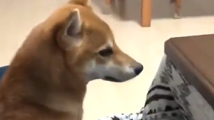 宠主吐槽称，家里的柴犬和猫咪，性格被调换了，网友：是猫太强