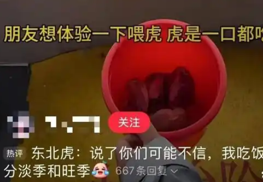 东北虎林园老虎被游客喂到撑的走不动路