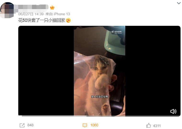 网友花50块套了一只小猫回家，结果出人意料