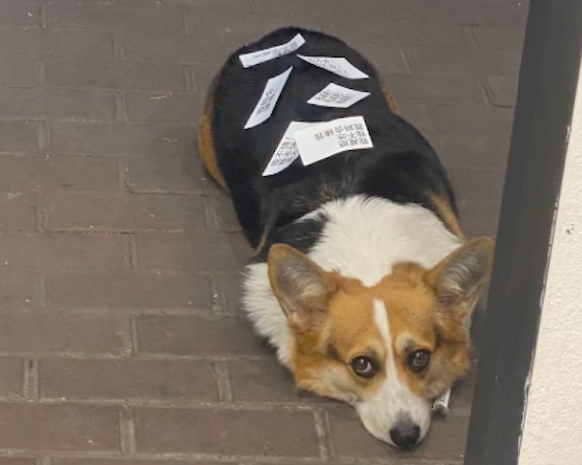 狗狗每天都去牛杂店蹭吃蹭喝，主人只好在它身上贴纸条：我减肥