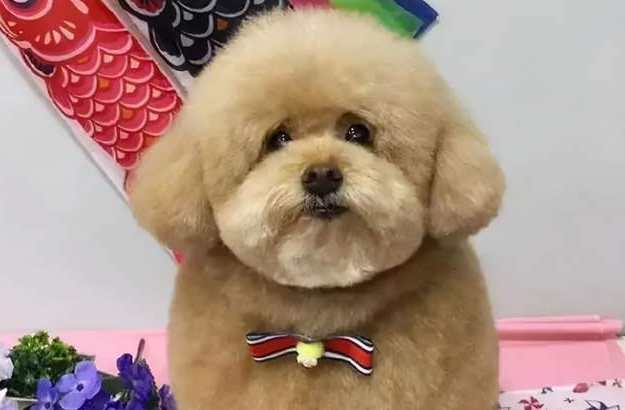 买了只迷你泰迪，养半年之后竟然变成大胖墩子，正脸根本没眼看！