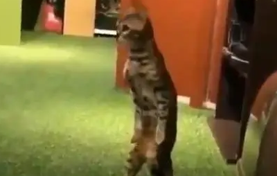 猫咪像人一样站起来左顾右盼，看到主人拍自己，立马变乖巧