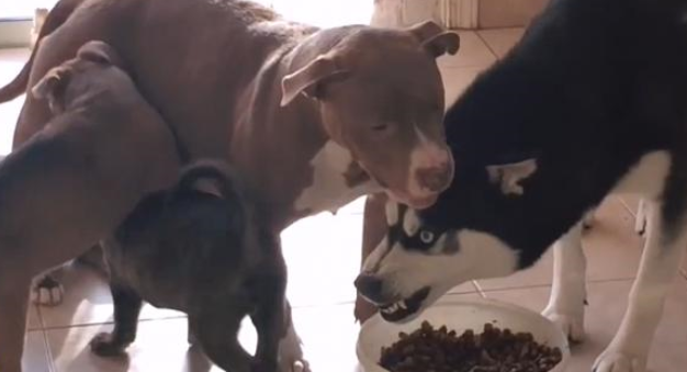 二哈跟比特犬生了宝宝，结果越大越不像它，还不让奶狗吃饭