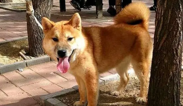 主人带柴犬到公园拴在树上，然后去和别人聊天了，柴犬：我咋办？
