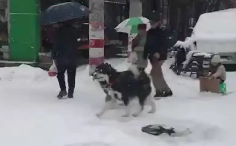哈士奇见到雪后，立马摆脱往日犯二形象，变身成为真正雪橇犬