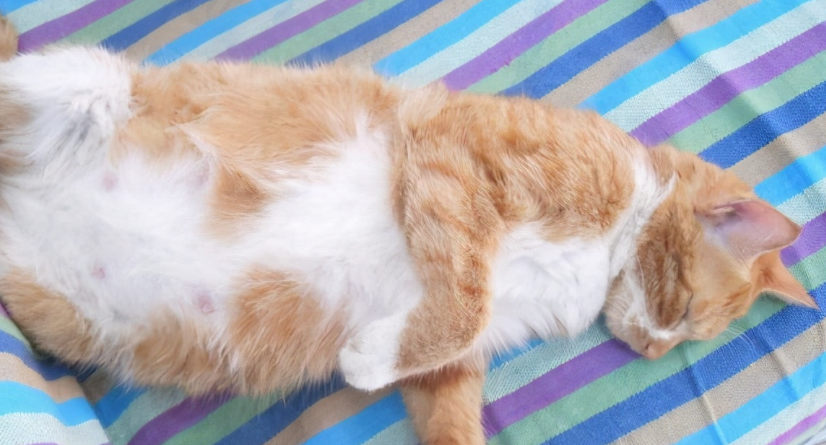 残忍！怀孕猫咪因偷吃了香肠，被男子用开水浇，4只小猫胎死腹中