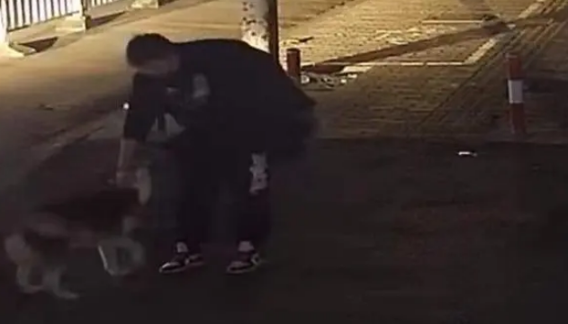 哈士奇自行解开绳锁“离家出走”还上了陌生男子的车，急坏主人