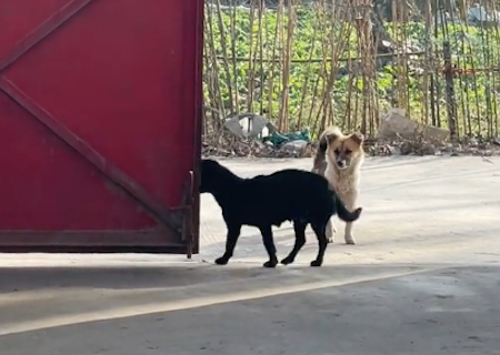 两只狗来家里找自家狗玩，得知没在家后默默离开，好像小时候的我