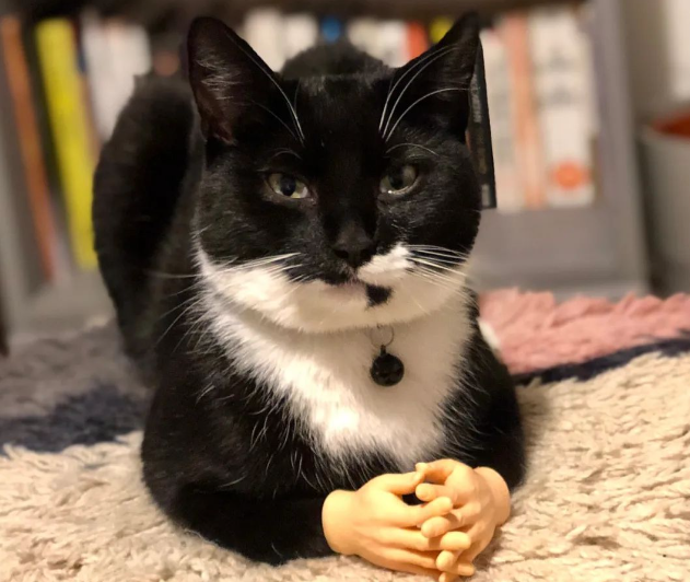 猫咪带回神秘纸条，看到这句话后，主人在猫身上装了个信箱...