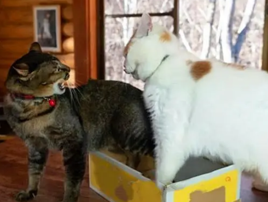 橘猫和狸花猫抢纸盒子，被狸花猫一吼，橘猫立马就变怂了