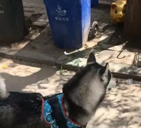 走着走着二哈突然停下，看仔细之后吓得落荒而逃，网友：怕猪？ 