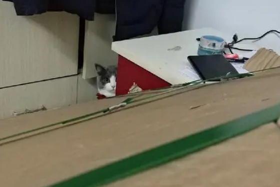 橘猫犯事被主人关在门外，表情亮了！网友笑喷：心疼但真的忍不住