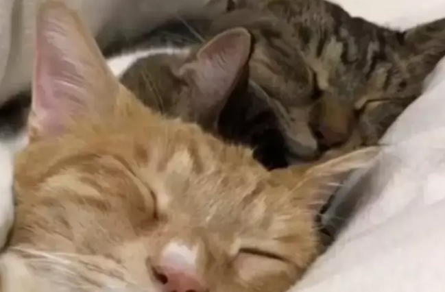 主人找不到三只猫咪，掀开被子一看，他被萌翻了
