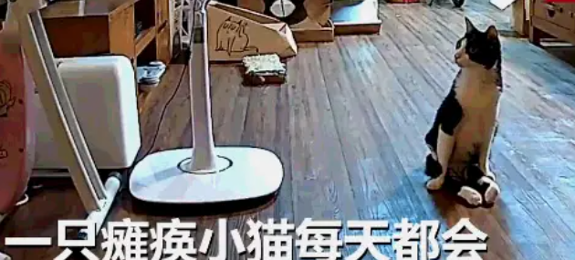猫咪后肢已瘫痪，听到主人回家，它连拖带爬到门口迎接，看哭了 