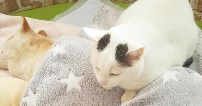 16岁柴犬即将去世，猫咪时刻陪伴它，做出的反应令人泪如泉涌