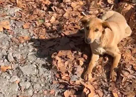 以为躺在路边的狗狗死了，走近嘬嘬两声它竟坐起来了，佛光返照？ 