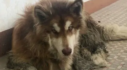 家门口被流浪狗堵住，体型巨大的阿拉斯加犬