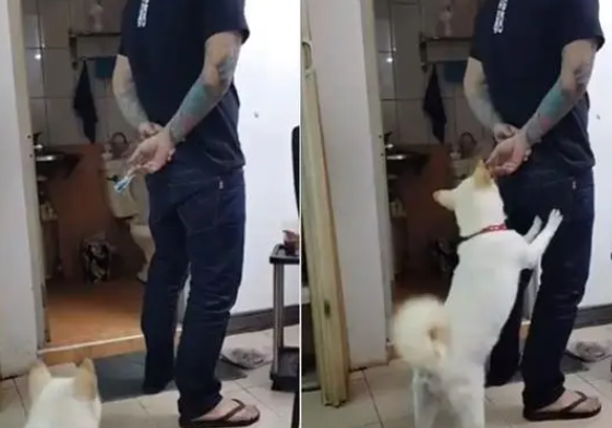 牌友手握1000元藏背后，白柴咬了就跑：来追我呀