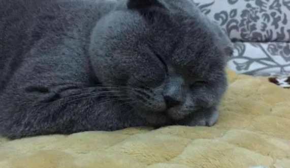 送老妈一只小奶猫，一年后，主人：这个大饼脸是哪个？