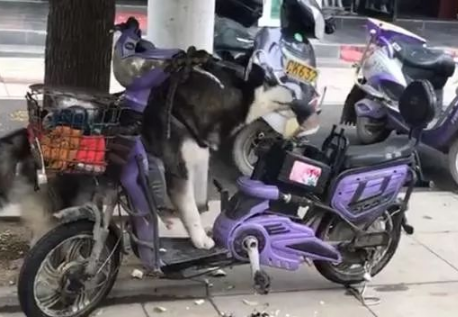 不是什么狗都能拴在车上的，网友：软座变硬座