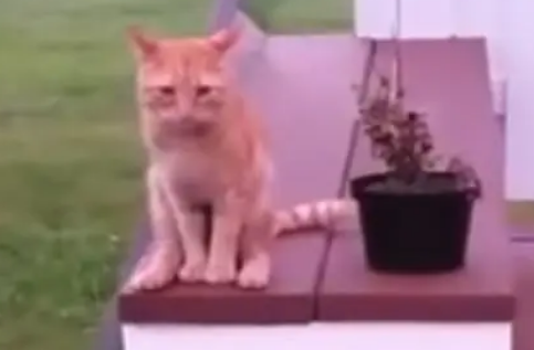 注意形象的“淑女猫”，明明是只公猫，坐姿却宛如少女