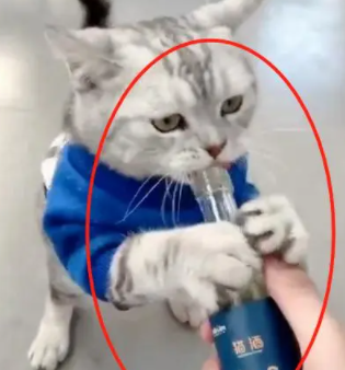 主人买了一瓶“猫酒”，猫咪看到后疯狂了