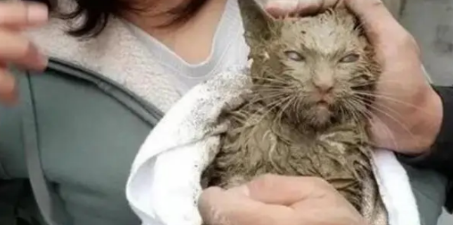 流浪猫因为好奇心掉入泥潭，幸好遇见好心人，最后模样转变惊人