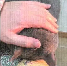 猫咪打碎杯子，自己却趴在床上生闷气，主人：别难过，我不怪你的