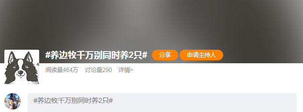 养边牧千万别同时养2只，否则你的智商真的不敌它俩