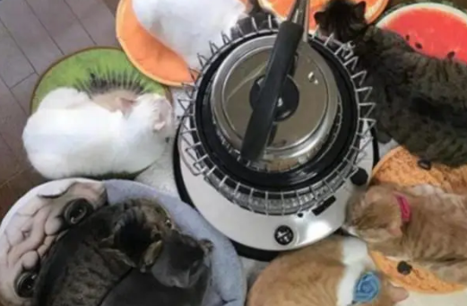 天冷了猫咪看见取暖器后，就如同见到了小鱼干一般，特别有趣