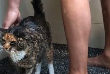 男主人正在洗澡，猫咪就溜进了浴室，网友：猫咪的眼睛往哪看呢？ 