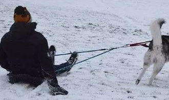 妹子用二哈拉雪橇，结果差点住进了医院，网友：心真大……