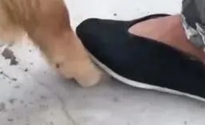 男子踩了金毛一脚，不道歉还怪狗，结果金毛让他当场后悔！