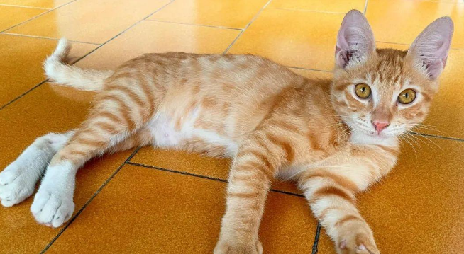 家中进了只猫，建立感情收编后却吐槽：没养过橘，太能吃了吧...