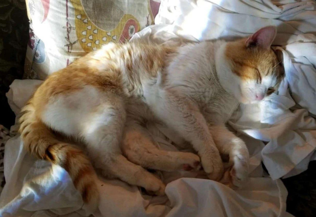 想啥来啥！老妈想养橘猫，结果没多久就有橘色的流浪猫主动找上门
