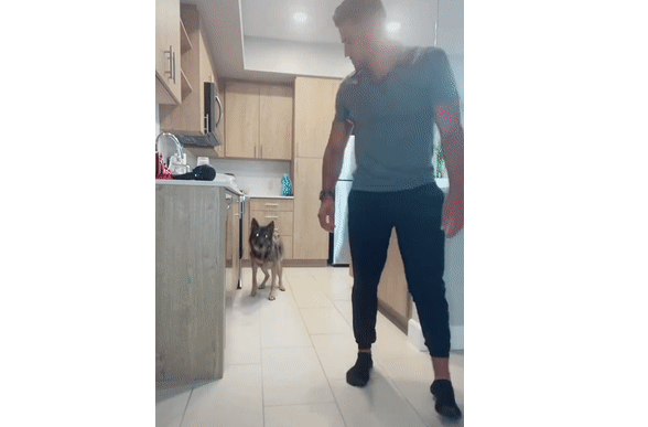 警犬退役后情绪很低落，铲屎官灵机一动，陪它演了一出戏...