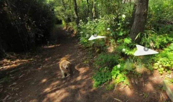 黄金猎犬紧跟街景拍摄人员，一搜街景亮了！