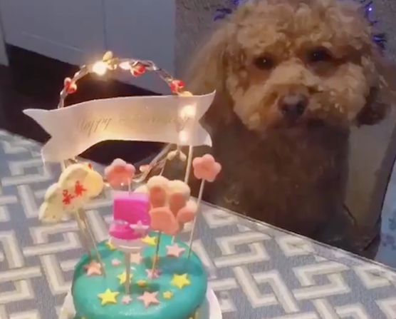 主人给狗庆祝生日，它看起来却不太高兴，狗：是你想吃蛋糕了吧