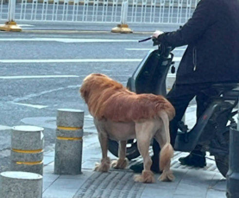 路上看到了一头狮子，它回头才看清原来是只金毛