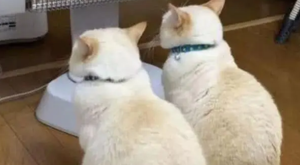 两只猫咪并排烤火，看到它们的正面笑喷：不知道的以为烤糊了