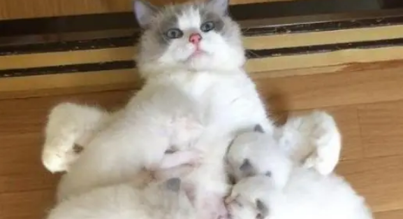 猫咪生了一窝小奶猫，每次喂奶都被淹没，眼神惊恐：都是我的崽