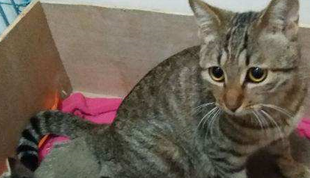 猫咪被幼猫玩尾巴一脸不爽，狗子在旁边看戏，成了猫咪的出气筒