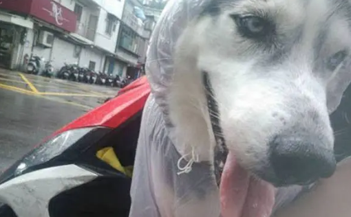 哈士奇穿雨衣兜风，结果回家看见这黄色的东西，主人当场崩溃