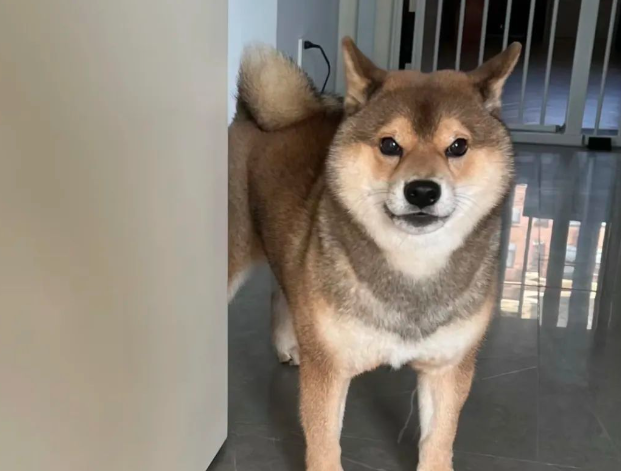 主人偷摸邻居的狗子，回家被柴犬闻出来了…哄不好了哈哈