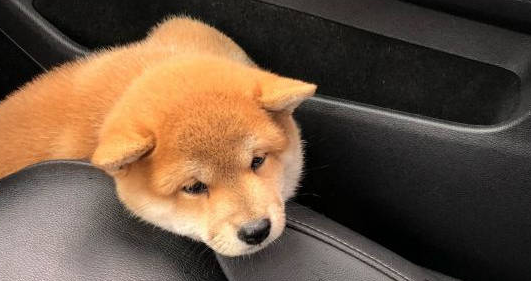 网友带柴犬出去玩，下车时发现不见了，当看到它的样子笑了