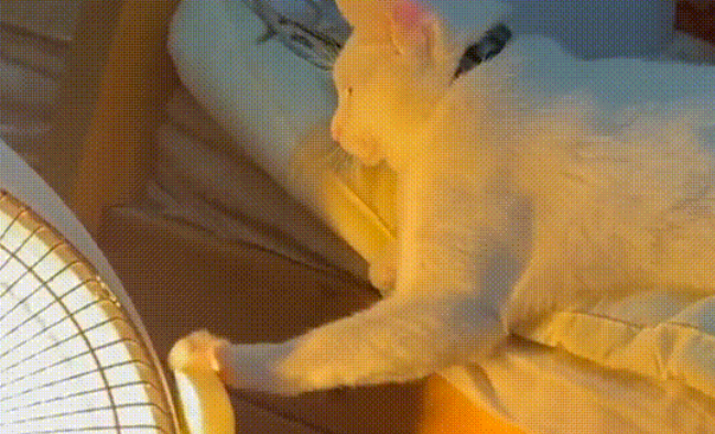 出门忘关小太阳：猫咪死亡，损失7万多