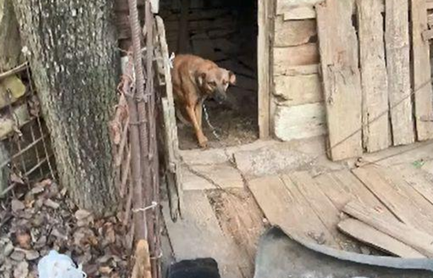 怀孕的4岁母狗，一生都被拴在后院，老奶奶：求求你帮忙照顾狗狗