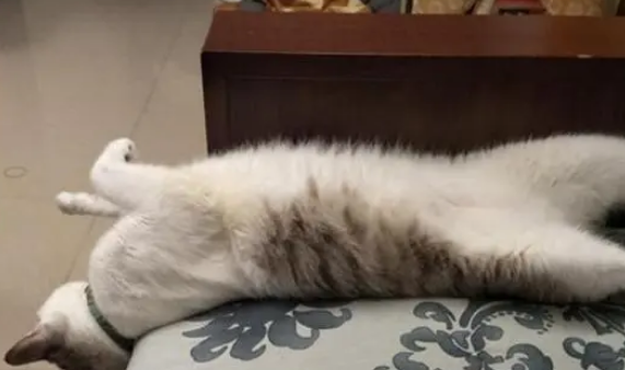 猫咪和妹妹打架装无辜，被主人一秒识破：你嘴边的黑毛还没处理掉